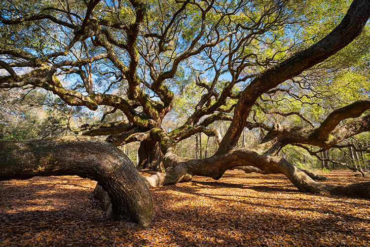 Ancient Angel Oak Tree Charleston South Carolina Picture Prints