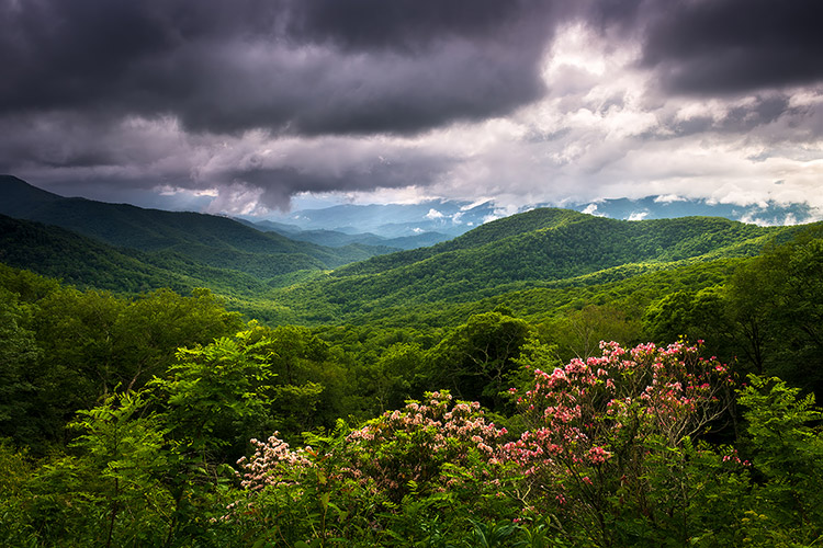 North Carolina Blue Ridge Parkway Spring Flowers Scenic Landscape