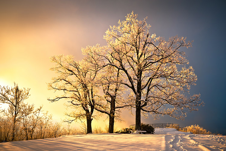 Hendersonville NC Jump Off Rock Scenic Winter Oak Trees Landscape Prints