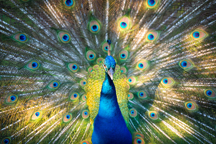 Charleston South Carolina Peacock Wildlife Photography