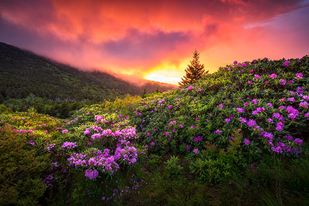 Sunset Rhododendron Appalachian Trail Scenic Nature Photography