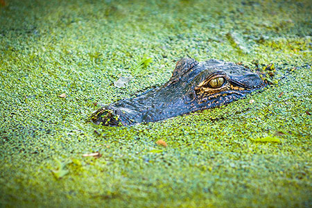 Charleston SC Lowcountry Alligator Wildlife Photography