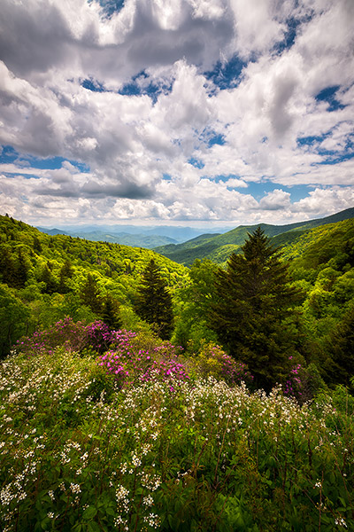 Appalachian Mountains Spring Flowers Landscape Prints