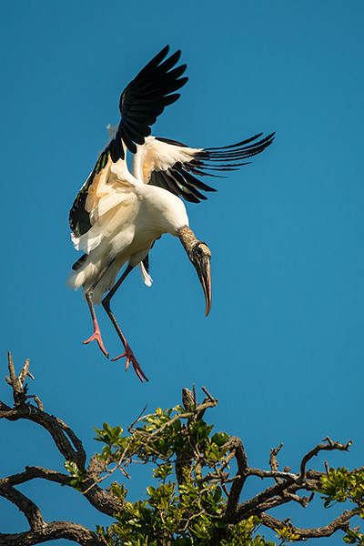 Wood Stork Wildlife Photography Print