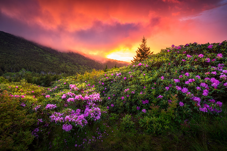 Sunset Rhododendron Appalachian Trail Scenic Nature Photography Prints