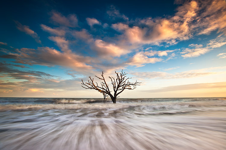 Lone Tree Edisto Island SC Beach Seascape Photo Prints