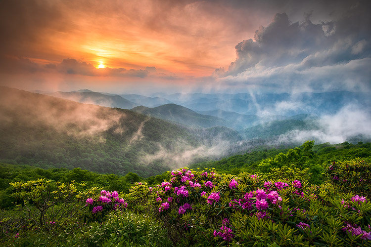 Spring Rhododendron Bloom Sunset Blue Ridge Parkway Photography Print