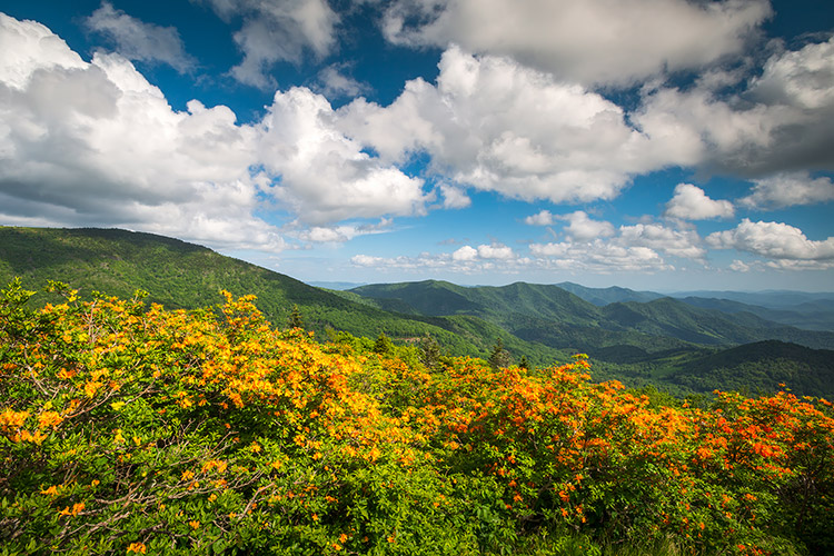 Appalachian Mountains Flame Azalea Flower Bloom Roan Mountain Print