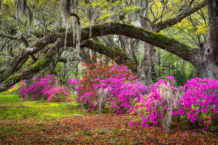 Charleston SC Oak Trees Landscape Photography