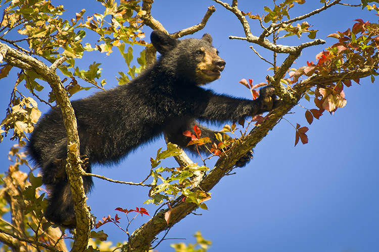 Cades Cove Black Bear Cub Wildlife Photography Smoky Mountains