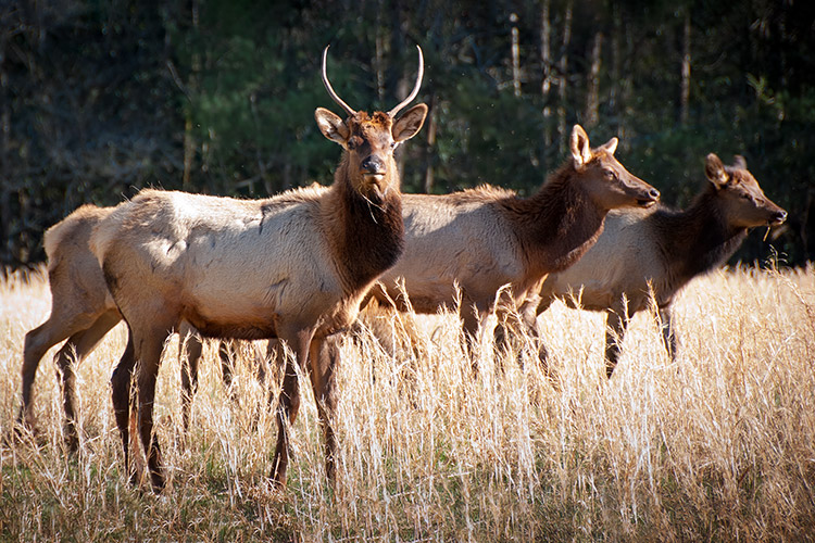 Cataloochee Valley Elk Wildlife Photography