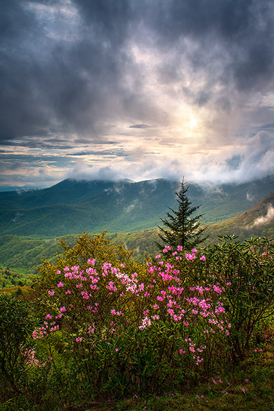 North Carolina Mountains Spring Azalea Flowers Landscape Prints