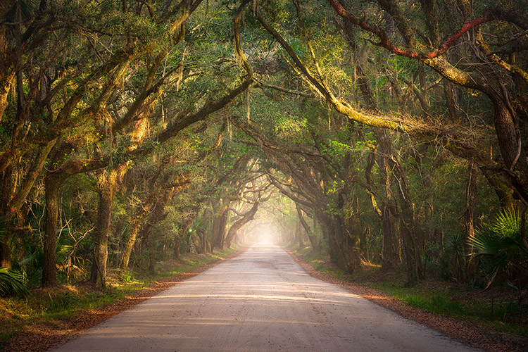 South Carolina Edisto Island Botany Bay Road Photography Prints