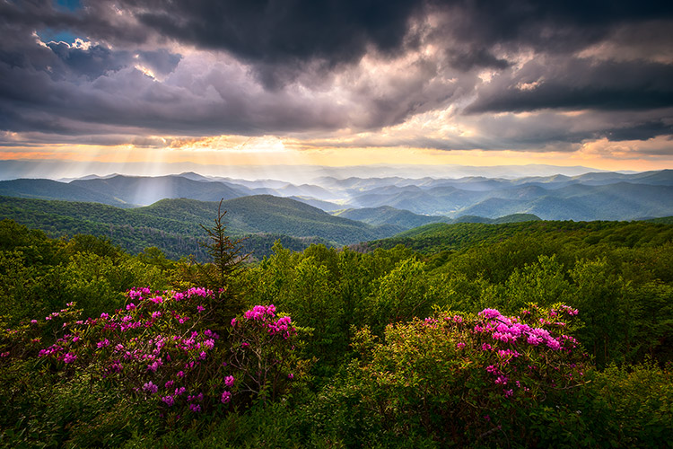 Asheville NC Blue Ridge Mountains Spring Flowers Landscape Prints