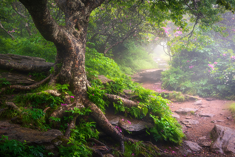 Foggy Forest Hiking Trail Asheville NC Art Prints