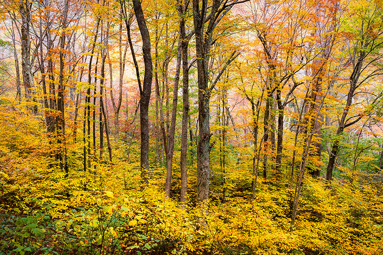 Autumn Forest Landscape Fall Foliage Asheville NC Hiking Trail Print