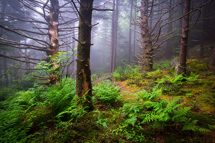 Foggy Forest Appalachian Trail Roan Mountain Nature Landscape Photo Prints