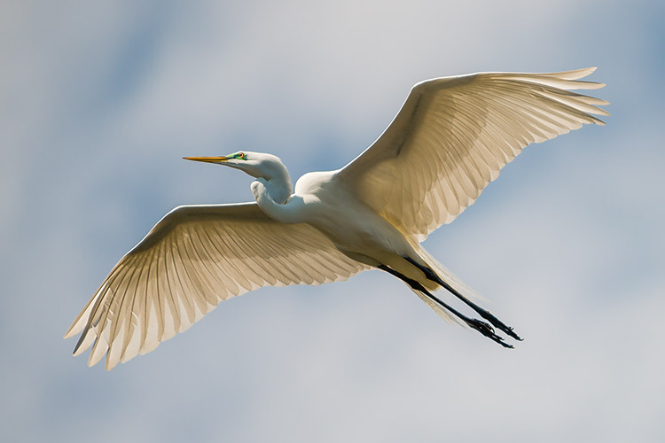Great White Egret in Flight St Augustine Florida Wildlife Photography