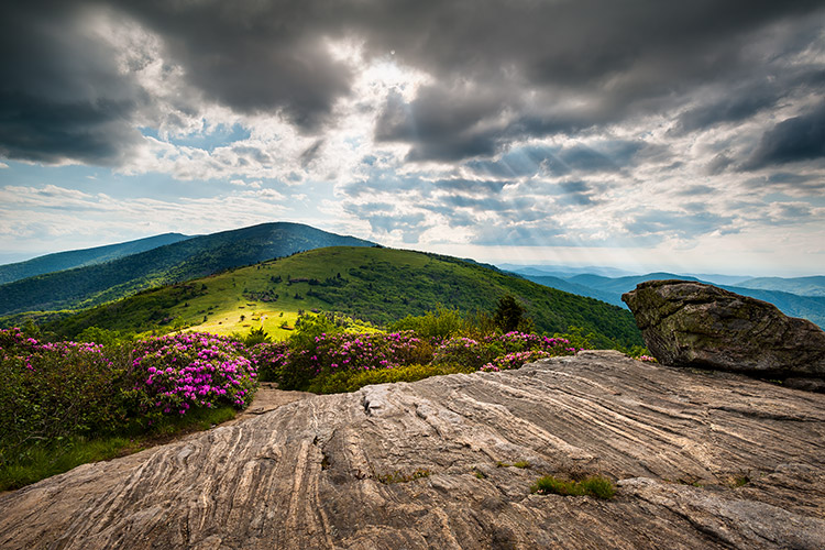 Appalachian Trail Rhododendron Flowers Scenic Landscape Photography Print