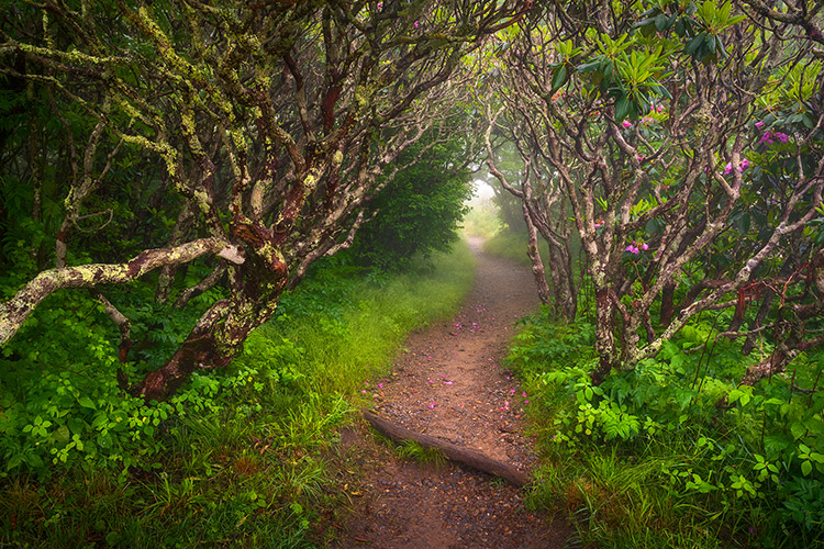 Foggy Forest Hiking Trail Asheville NC Art Prints