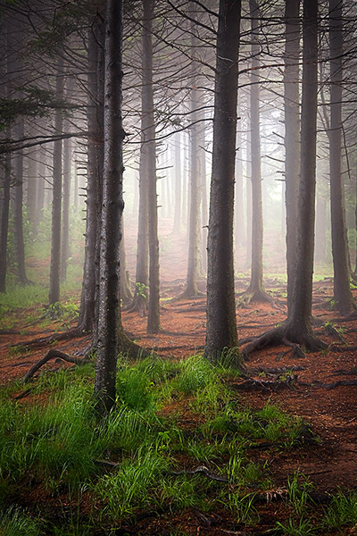 Blue Ridge Mountains Foggy Forest Trees Landscape Print Vertical