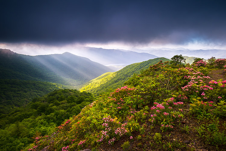 Craggy Gardens Spring Flowers Scenic Landscape Photography Print