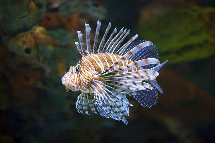 Lionfish Invasive Species Sea Life Photography