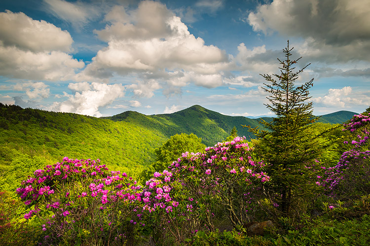North Carolina Asheville NC Mt Mitchell Scenic Photography Print