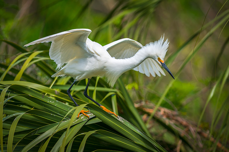 Snowy Egret Wildlife Photography St Augustine FL