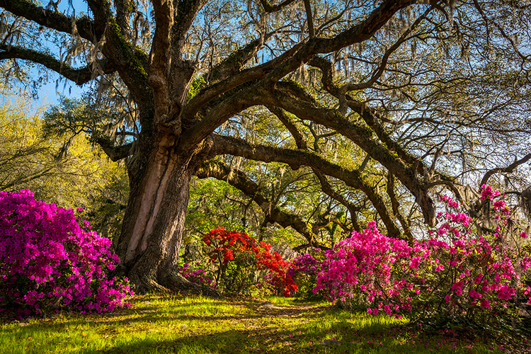 Charleston SC Live Oaks Plantation Photography Prints