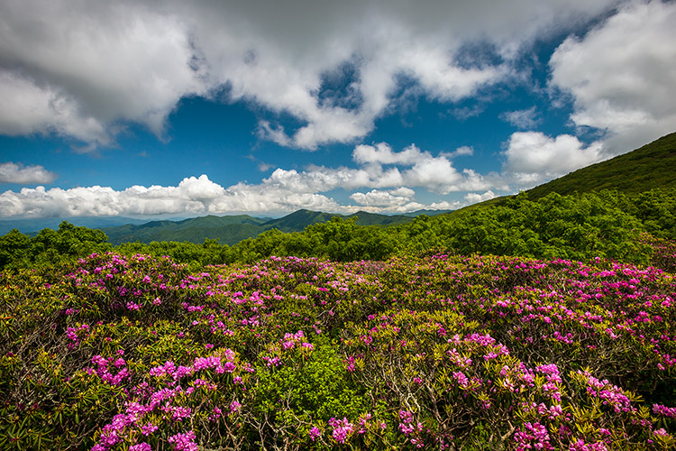 Blue Ridge Parkway Spring Flowers Scenic View Photography Print
