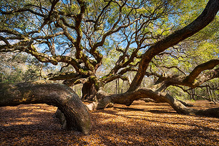 Ancient Angel Oak Tree Charleston South Carolina Picture