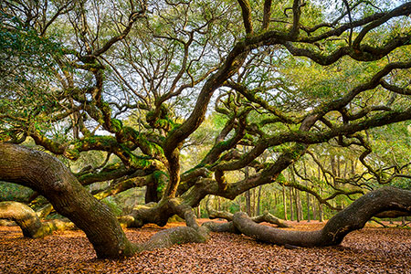 Angel Oak Charleston South Carolina Landscape Photo Workshop