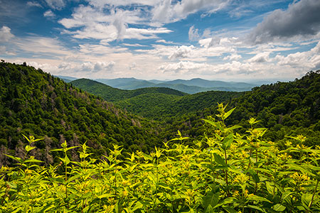 Blue Ridge Parkway Asheville NC Summer Scenic Photography