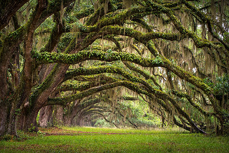 Oak Avenue Charleston South Carolina Landscape