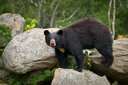 Black Bear Appalachian Mountains Wildlife Photography
