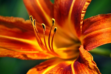 Day Lily in Bloom Flower Photography