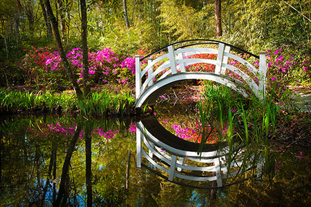 Magnolia Gardens Charleston South Carolina Nature Photography