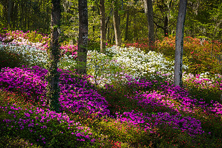 Charleston SC Spring Azalea Bloom Landscape Photography