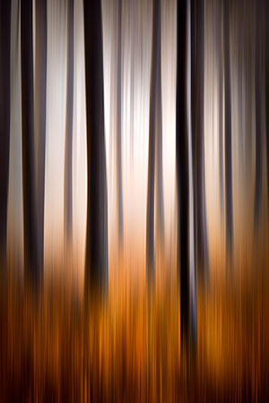 Forest Panning Abstract Landscape Photography