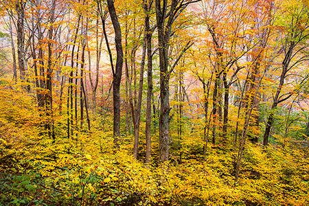 Autumn Forest Landscape Fall Foliage Asheville NC Hiking Trail