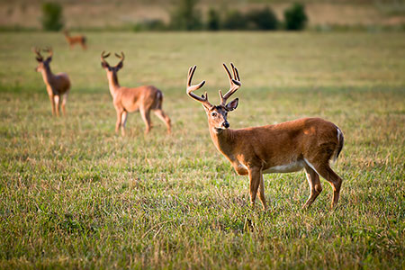 Deer in Cades Cove Great Smoky Mountains Wildlife Photography