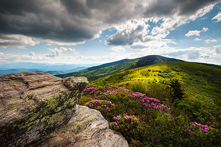Appalachian Trail Spring Flowers Fine Art Scenic Landscape Nature Photography