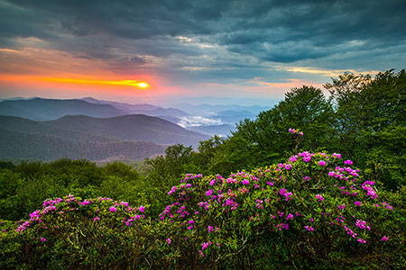 Spring Flowers Rhododendron Bloom Craggy Gardens Asheville NC Blue Ridge Parkway