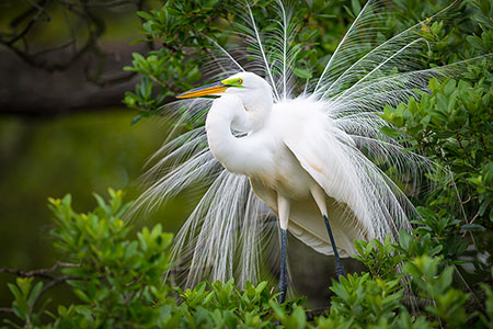 Nesting Great White Egret Wildlife Photography
