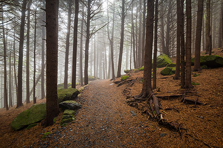 Appalachian Trail Scenic Forest Photography