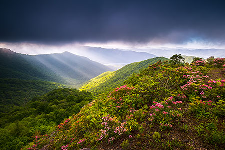 Craggy Gardens Spring Flowers Scenic Landscape
