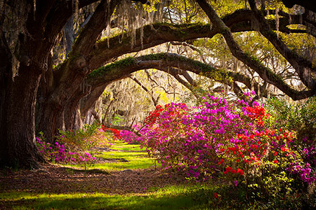 Charleston Plantation Oaks Fine Art Landscape