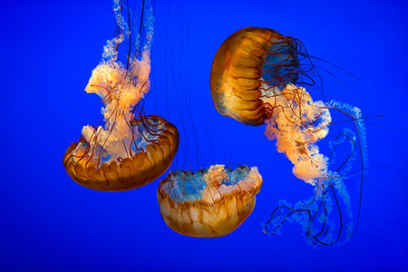Atlantic Sea Nettle Jellyfish Photography