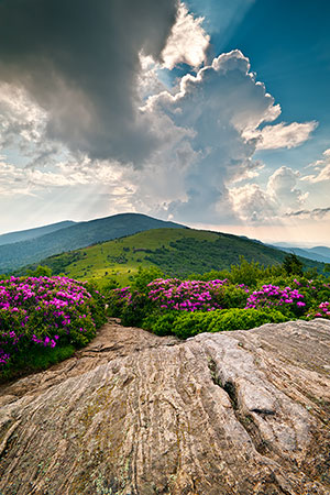 Roan Mountain Appalachian Trail Photography